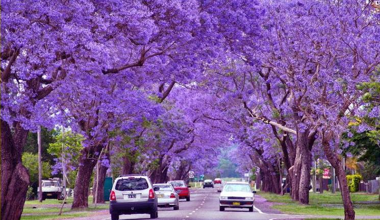 jacarandas en flor